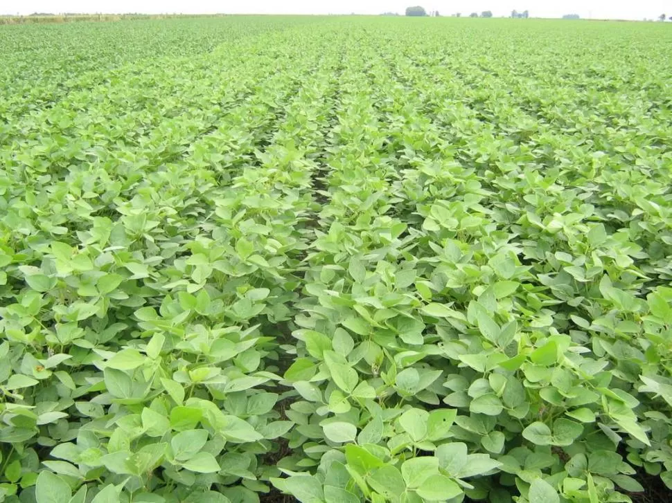 OBJETIVOS BUSCADOS. Los productores y técnicos deben lograr que sus lotes se encuentren libres de malezas, sobre todo de aquellas resistentes. aapresid.org.ar
