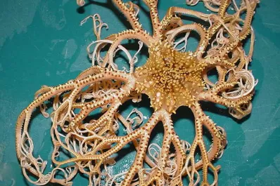 Un pescador capturó una extraña criatura