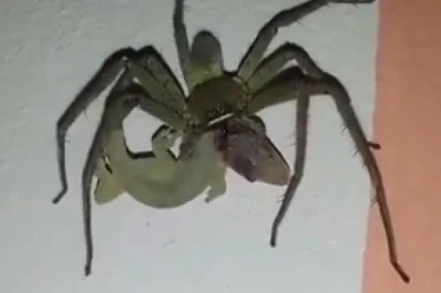 Naturaleza extrema: una araña gigante devora a un lagarto