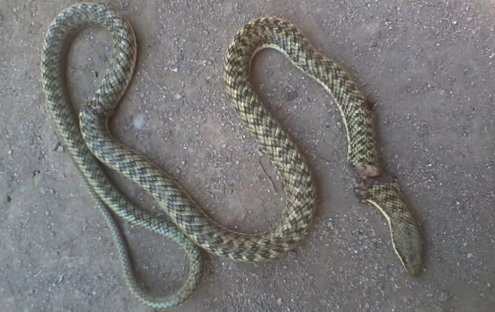 Cazaron una enorme serpiente en El Colmenar