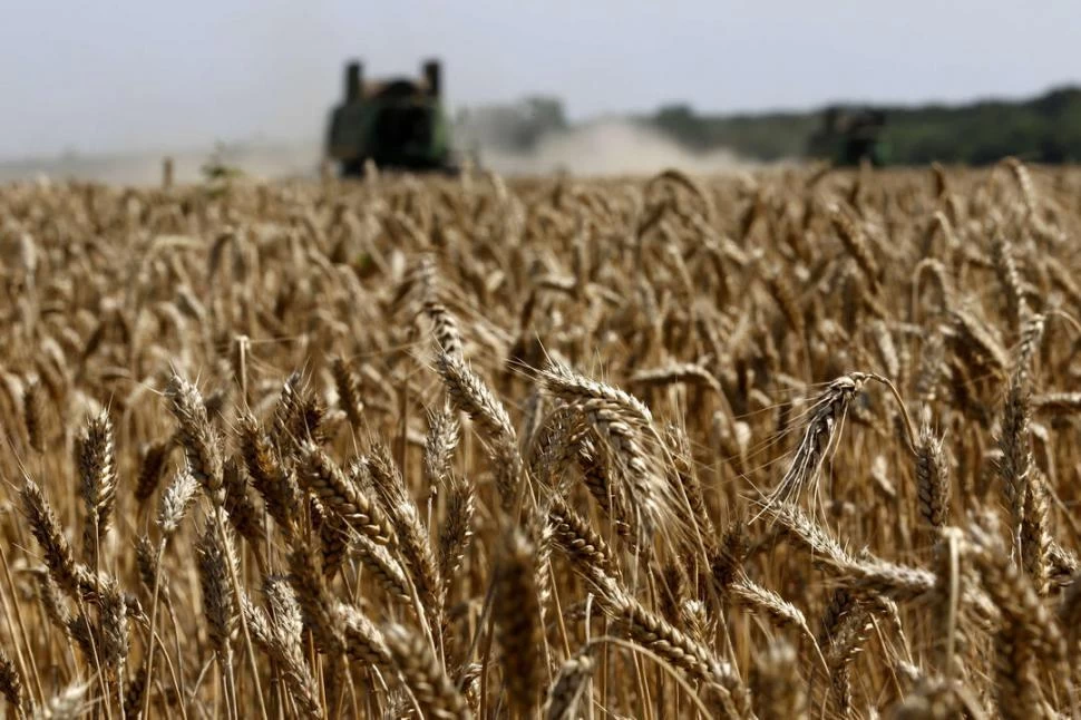 COMERCIALIZACIÓN. Los productores de trigo argentino  piden que se acelere o libere la exportación de los excedentes. reuters