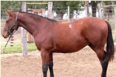 Los cuartos de milla llegan al hipódromo