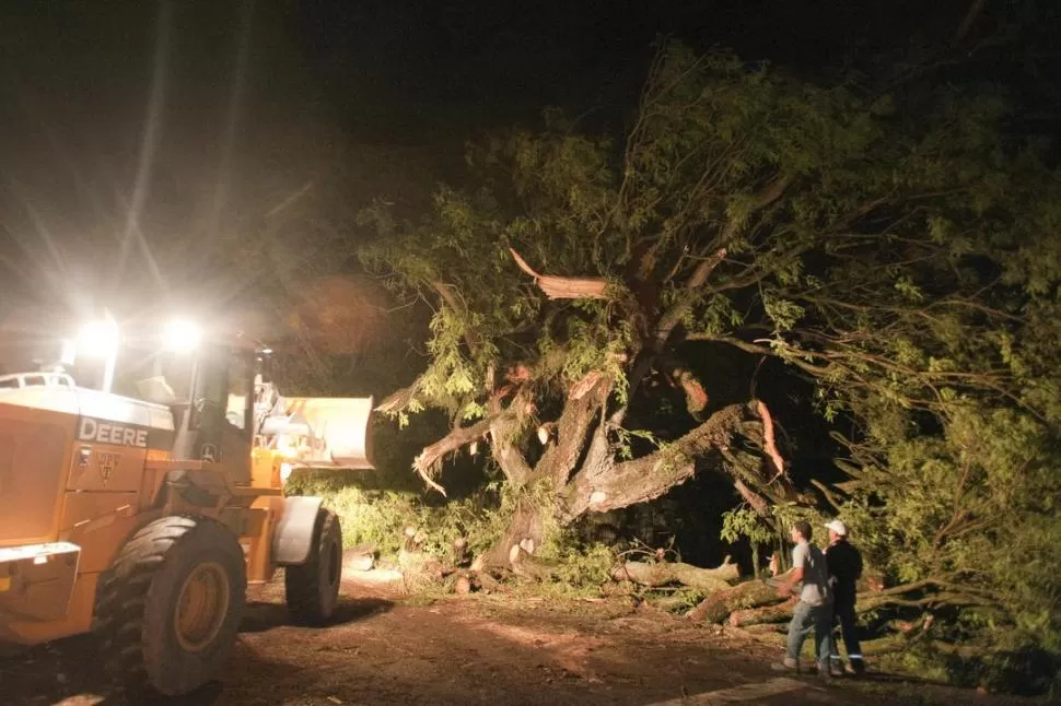 SIN TRÁNSITO. Un árbol cayó en la Ruta 301 y los operarios trabajaron varias horas para despejar el camino. la gaceta / foto de diego aráoz