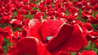 Primera Guerra Mundial: 888.246 muertos, 888.246 flores