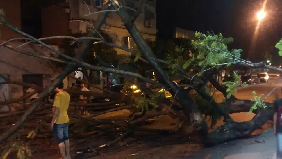 Un enorme árbol se derrumbó en Lavalle al 600