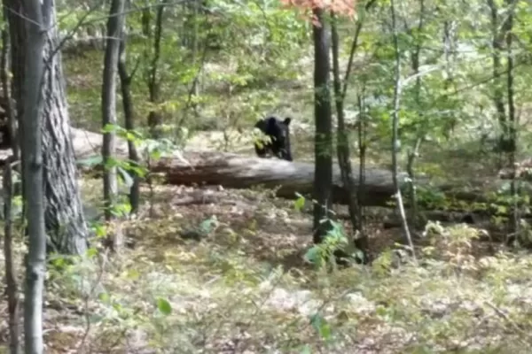 Fotografió al oso que luego lo devoró