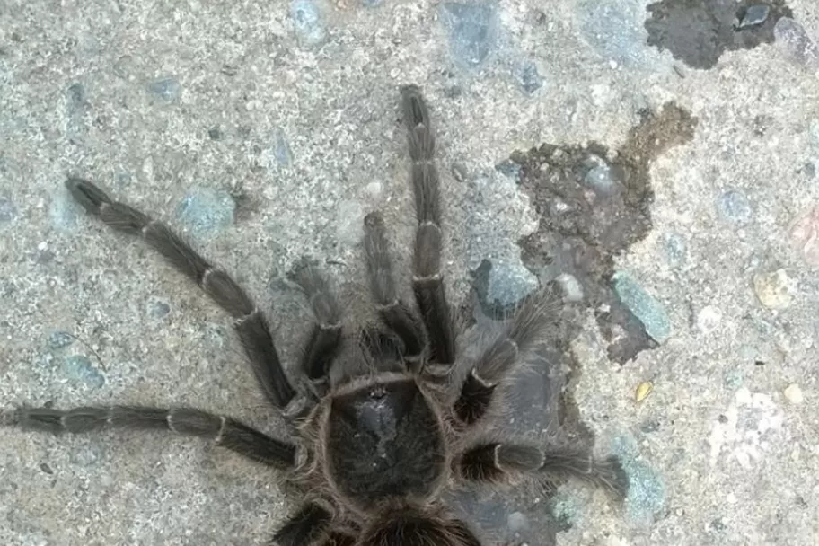 Temor en Villa Cabildo por el hallazgo de una enorme araña