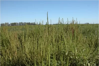 La preocupación actual es definir los barbechos químicos para controlar las malezas