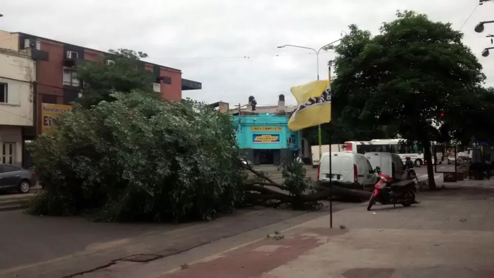 El viento derribó un árbol sobre la avenida Mitre al 500