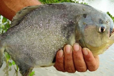 Las palometas están de regreso: atacaron a 23 personas