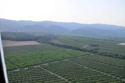 La caída de la producción citrícola es mayor al 50%, confirmando la proyección técnica