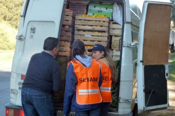 Eficaz control biológico del vector del HLB