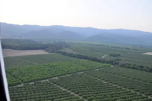 La caída de la producción citrícola es mayor al 50%, confirmando la proyección técnica