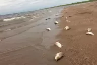 Detectan mortandad de peces en Termas de Río Hondo