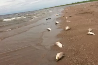 Detectan mortandad de peces en Termas de Río Hondo
