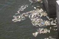 Piensan arrojar los peces muertos en la plaza Independencia