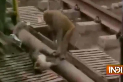 Video: un mono salvó a otro que cayó en las vías del tren