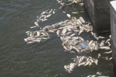 Piensan arrojar los peces muertos en la plaza Independencia