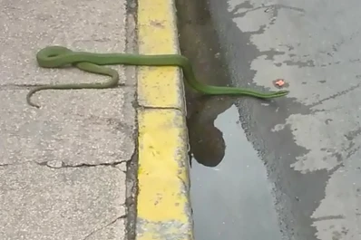 Una víbora salió de paseo por el microcentro