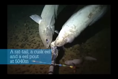 Graban a un increíble pez que vive a más de 8 mil metros de profundidad