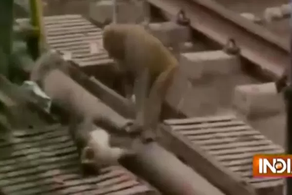 Video: un mono salvó a otro que cayó en las vías del tren