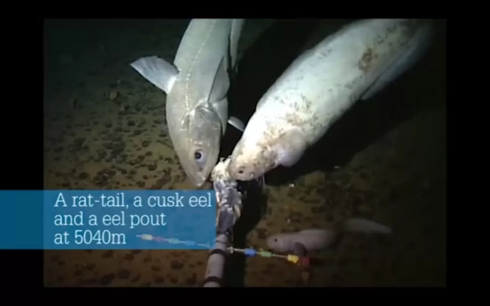 Graban a un increíble pez que vive a más de 8 mil metros de profundidad