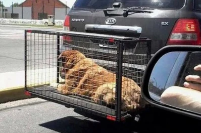 Multarán a quienes transporten animales en jaulas colgadas en el exterior de los vehículos