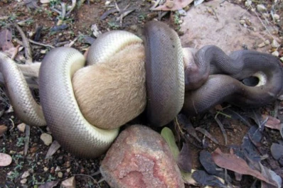 Una  serpiente pitón se devoró a un canguro