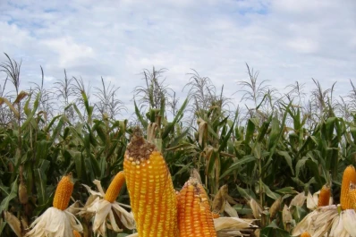 Los exportadores optan por dejar  el mercado argentino de maíz