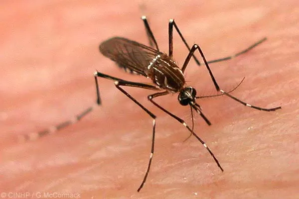 AMENAZA. La enfermedad infecciosa se transmite a través del mosquito Aedes aegypti y puede ser mortal. la gaceta / archivo 