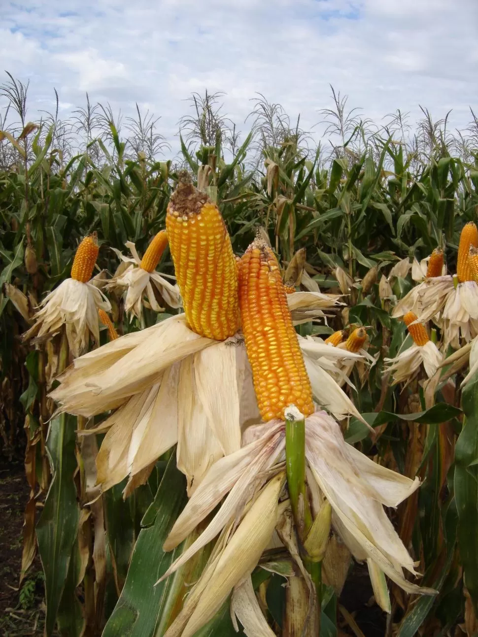 DERIVADO. El maíz es fuente de obtención de etanol para biocombustible. la gaceta / archivo
