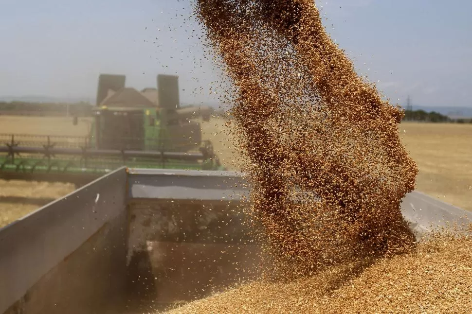 CULTIVO EN RETROCESO. En los campos argentinos hubo cosecha de trigo, pero las máquinas tuvieron menos trabajo porque se redujo el área sembrada. reuters