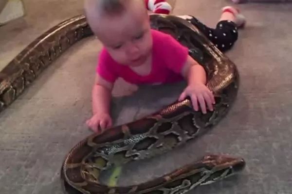 Una bebé juega con la serpiente pitón de su padre