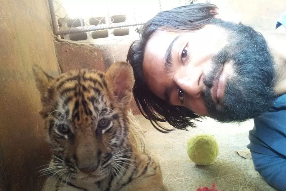 Prohíben las selfies con tigres en Estados Unidos