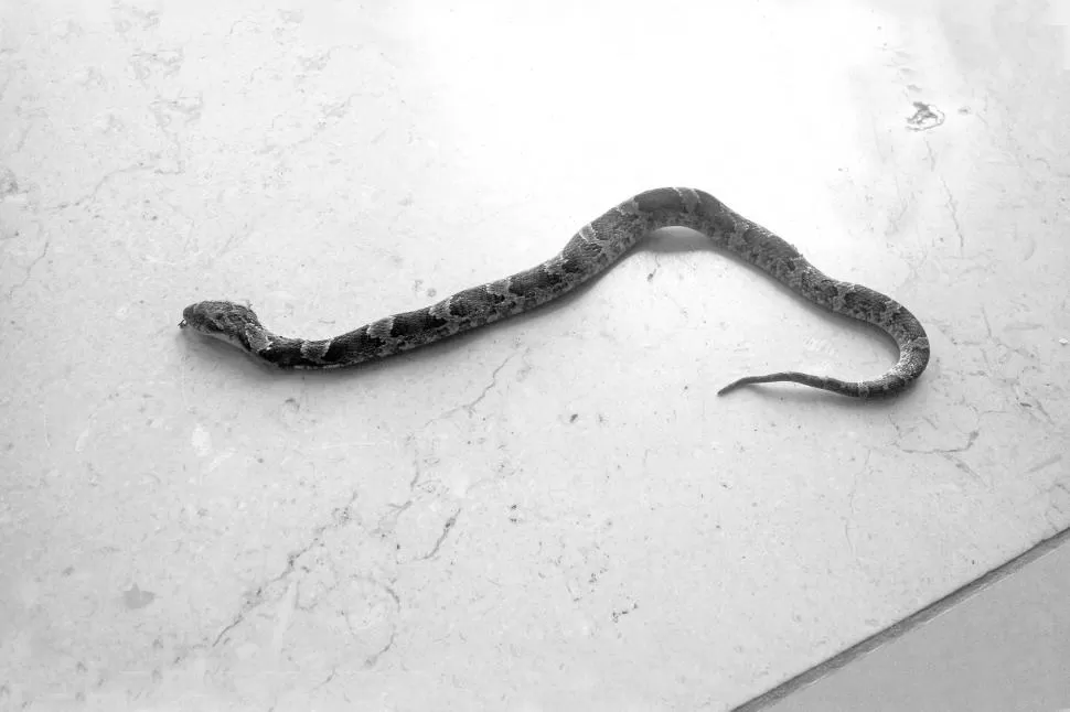  INTRUSA. La serpiente fue encontrada en el comedor de la casa. FOTO TOMADA DE FACEBOOK.COM