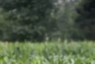 Ángela y su entorno mágico