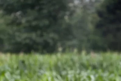 Ángela y su entorno mágico