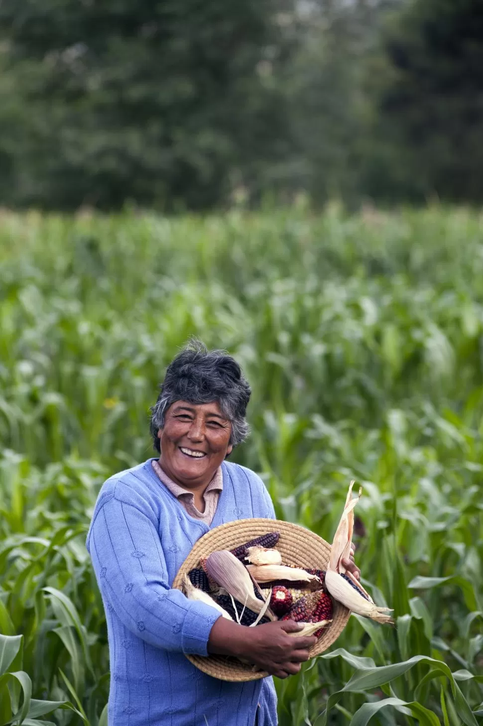 UNA MUJER FELIZ. Ángela Romano de Zurita lleva en las manos una muestra de su provechosa cosecha de maíz. la gaceta / fotos de diego aráoz