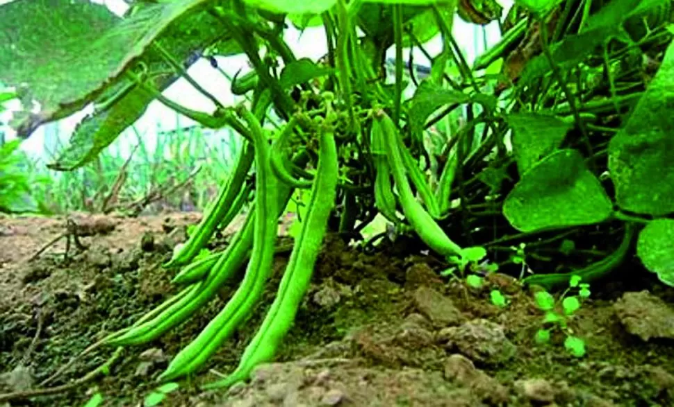 ALTERNATIVA. Los agricultores locales se volcarán al poroto, ante los numerosos problemas que enfrentan la producción de soja y de maíz en el NOA. LA GACETA / foto de osvaldo ripoll (ARCHIVO)