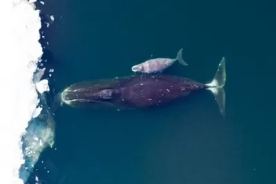 En las ballenas puede estar el secreto de la longevidad