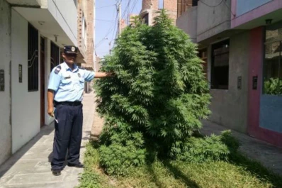 Una enorme planta de marihuana crece en el centro de una ciudad
