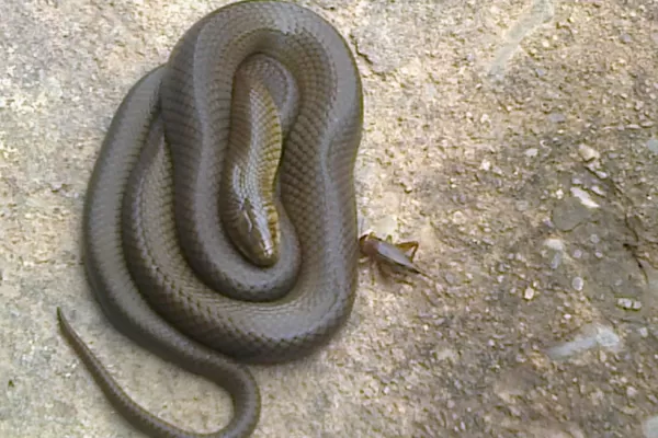 Hallaron una serpiente en una casa de El Manantial