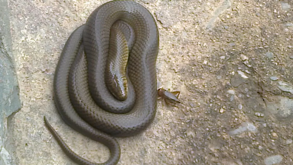 Hallaron una serpiente en una casa de El Manantial