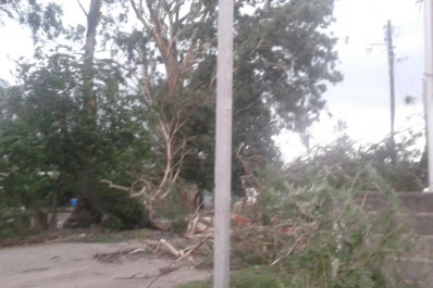 En San Andrés, la caída de un árbol dejó sin teléfono a todo un barrio