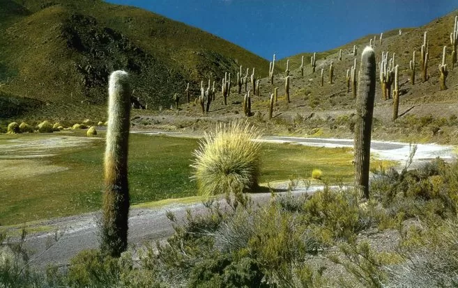 VIAJE. Esta reserva natural se encuentra a 100 km de Salta capital.  misfavoritosweb.com.ar
