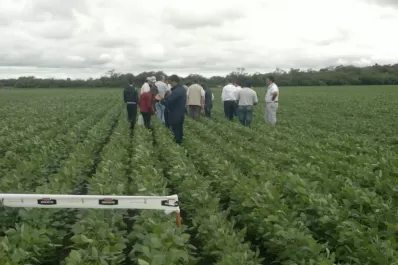 La Eeaoc recomienda a los productores recorrer   y mirar los cultivos para verificar su sanidad