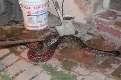 Santiago: encontró una lampalagua de dos metros en el fondo de su casa