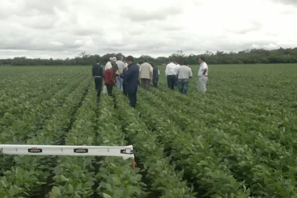 La Eeaoc recomienda a los productores recorrer   y mirar los cultivos para verificar su sanidad