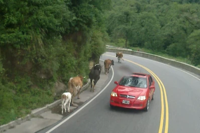 Los animales sueltos se cruzan en la ruta a los Valles y representan un peligro para el tránsito