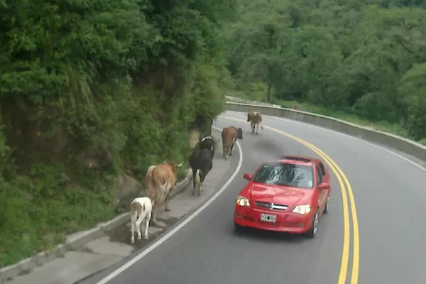 Los animales sueltos se cruzan en la ruta a los Valles y representan un peligro para el tránsito